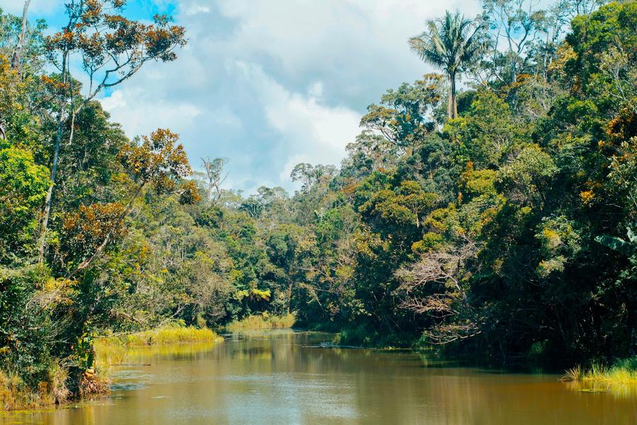 A river through the rainforest in eastern Madagascar