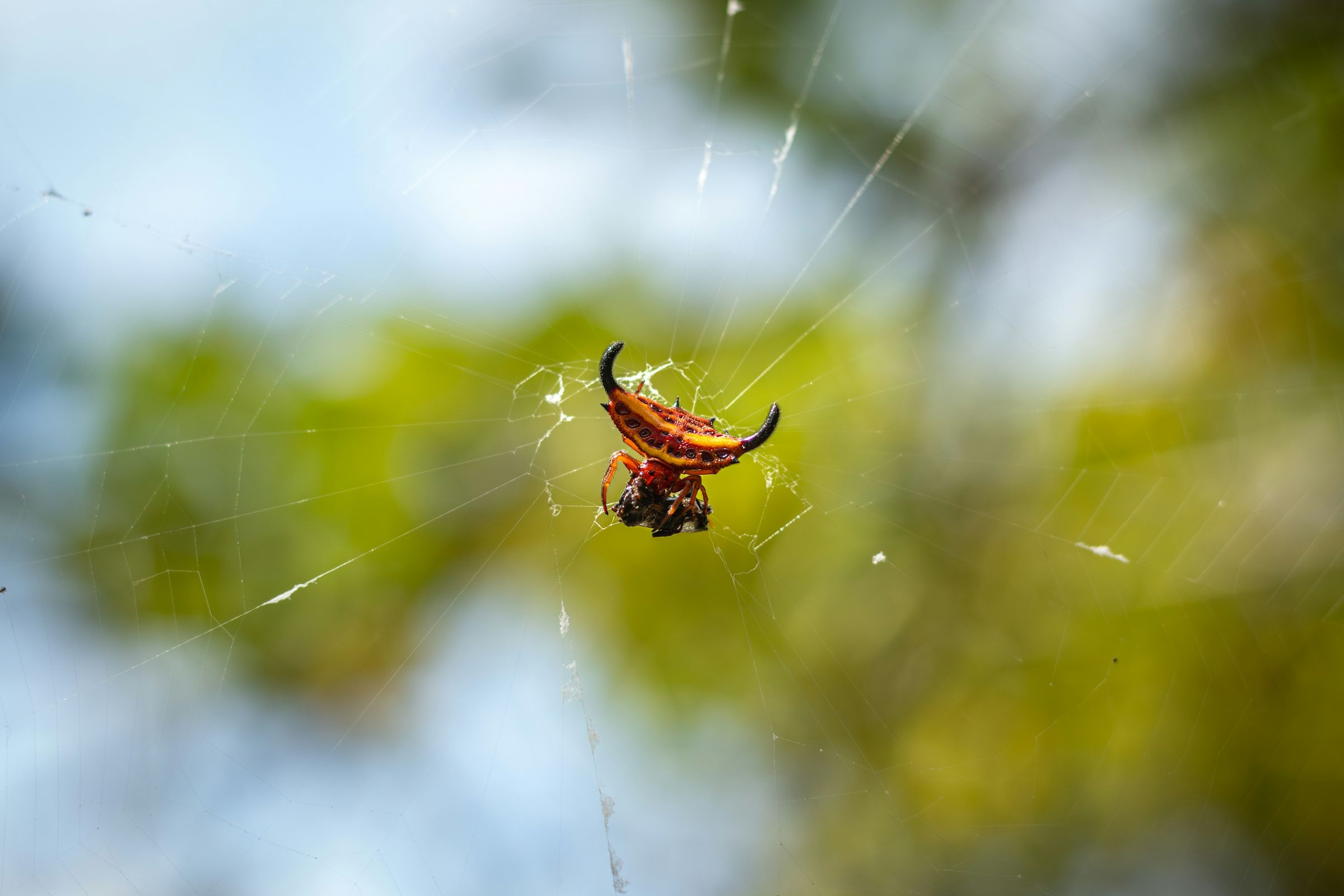 A small red and orange spiny orb-weaver spider with two curved horns, in its web on Nosy Komba