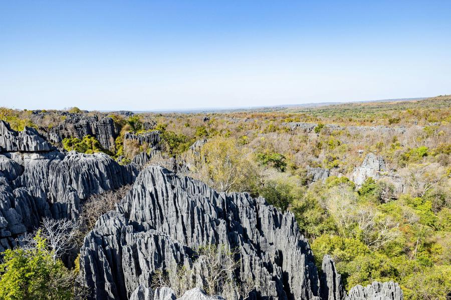 A block of limestone pinnacles rising out of dry forest in Tsingy de Bemaraha