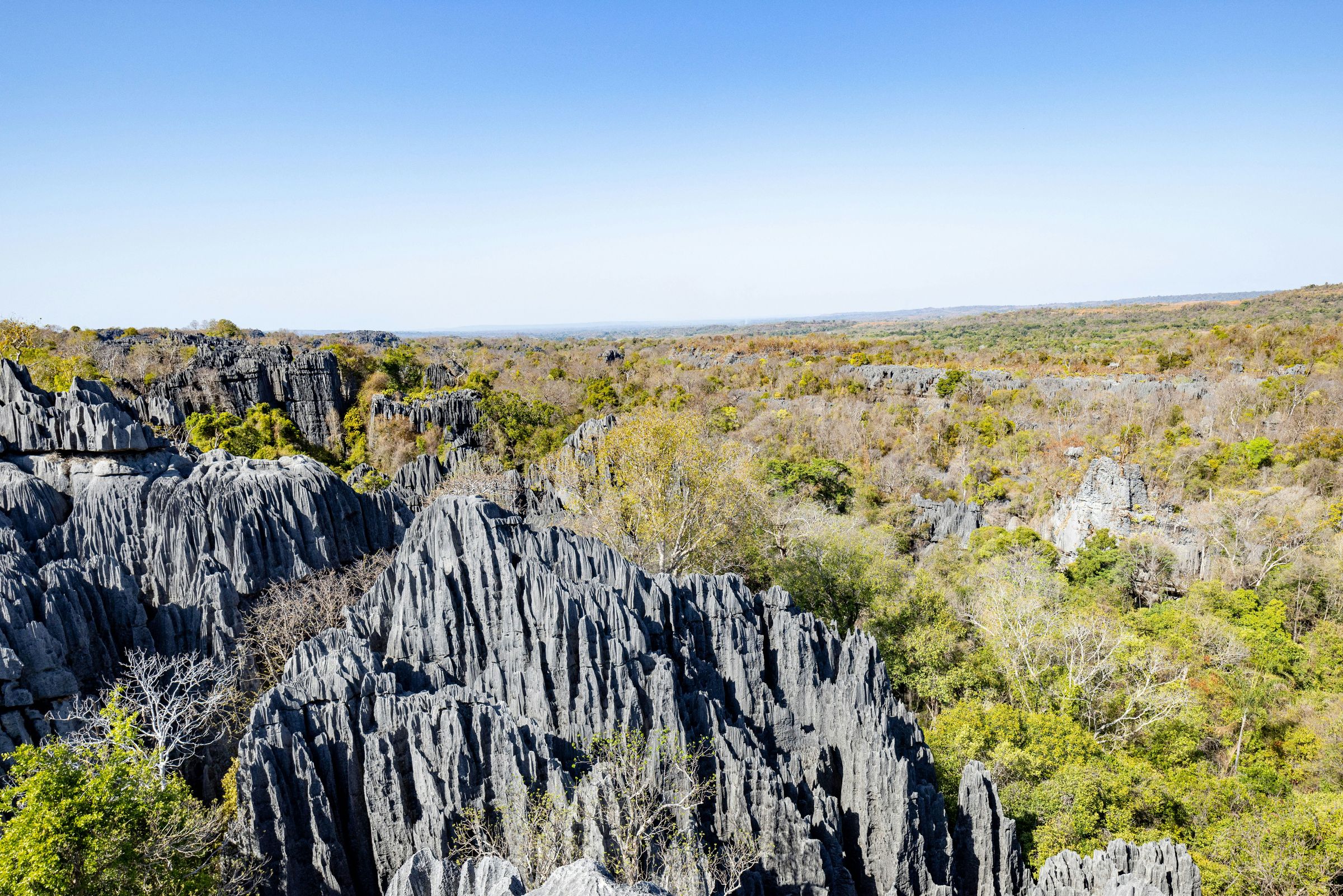 A block of limestone pinnacles rising out of dry forest in Tsingy de Bemaraha