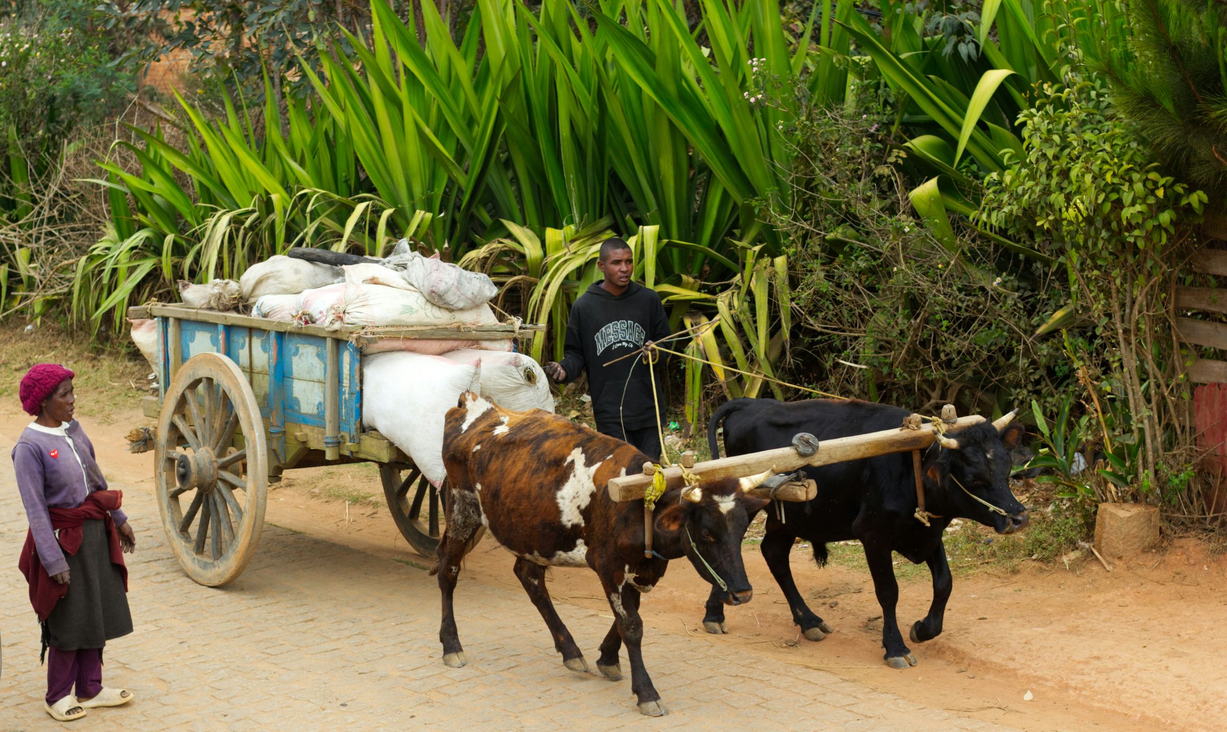 A young man leading a zebu cart along a cobbled lane in the highlands