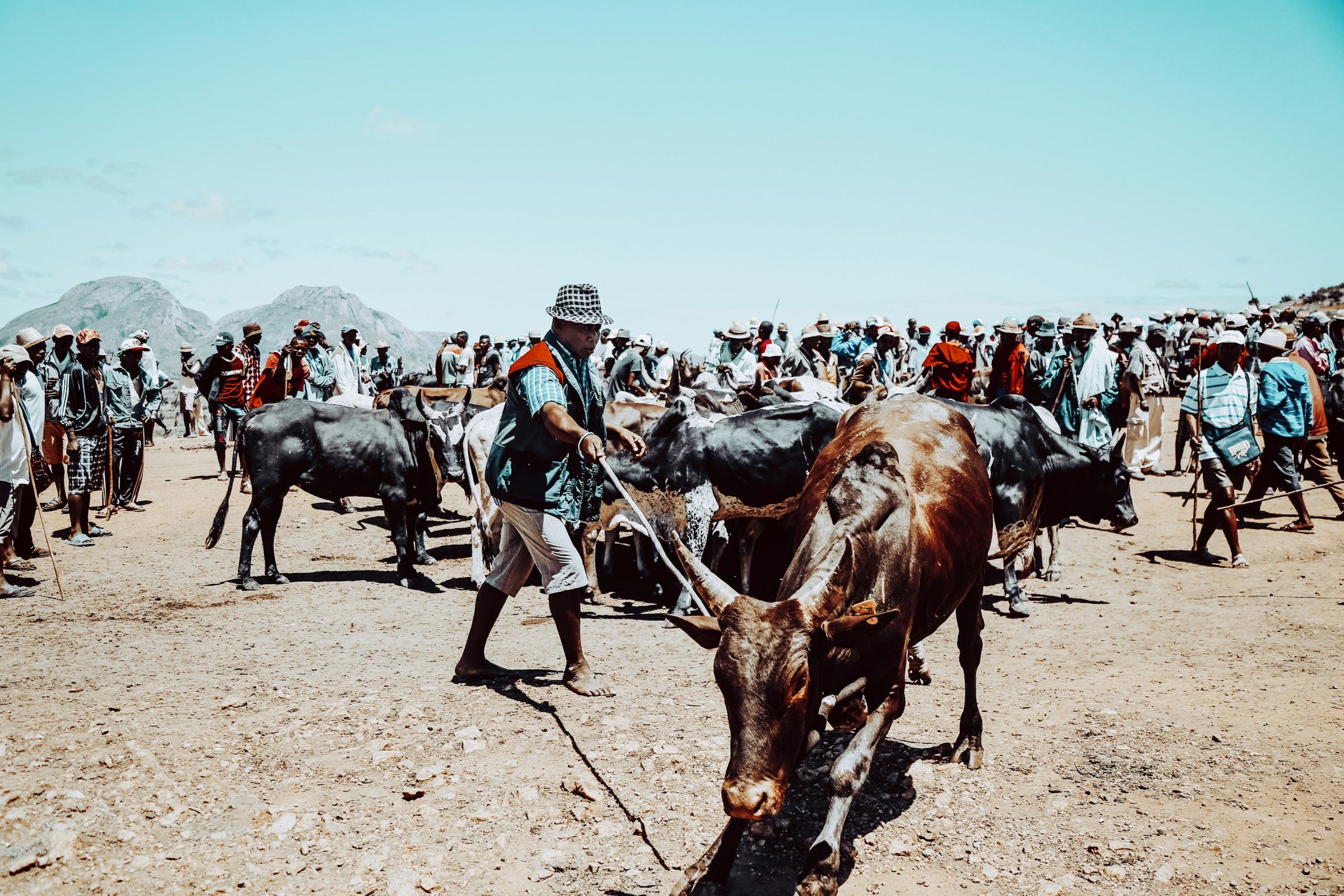 A herder leading zebu through a crowded cattle market in Madagascar