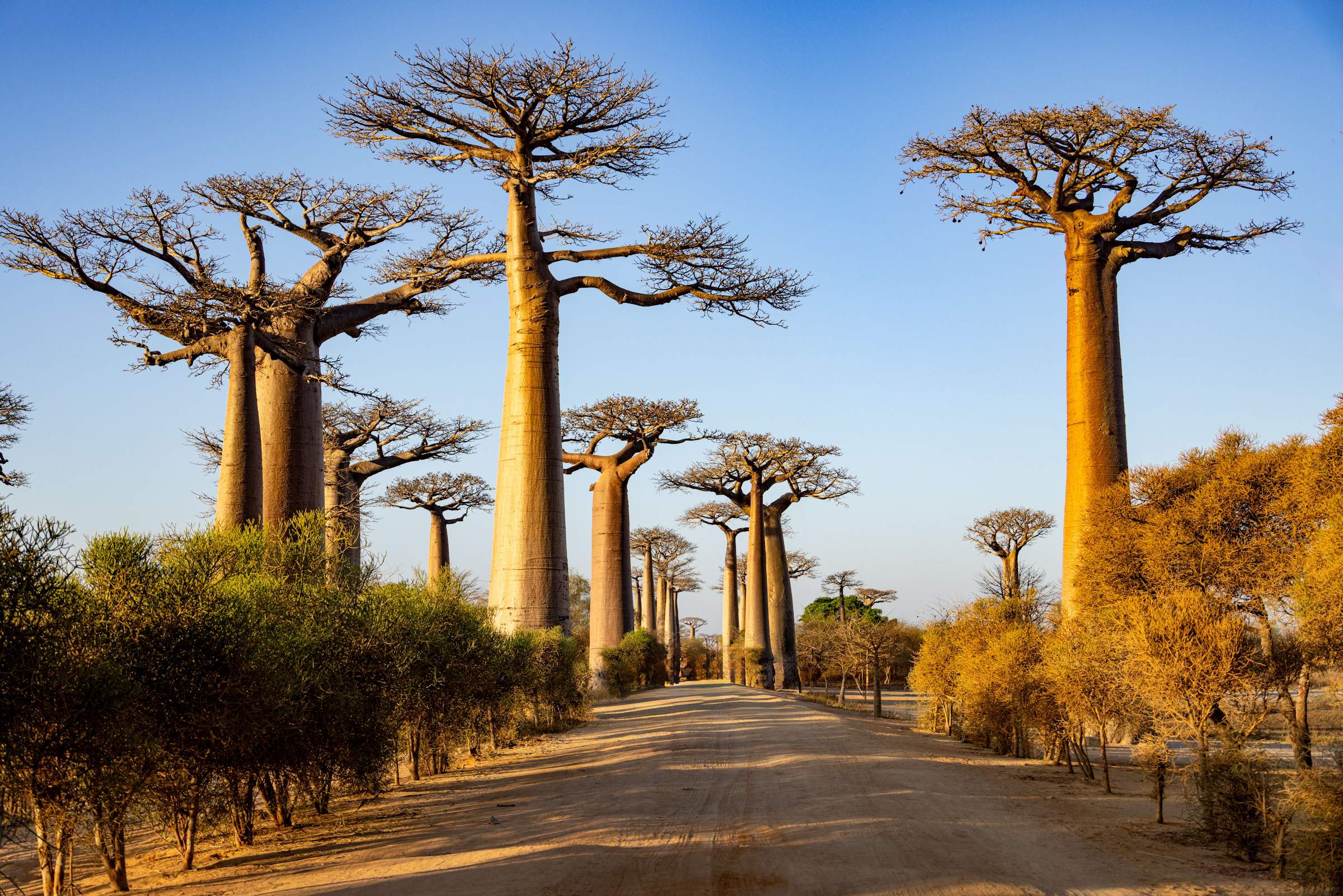 Grands baobabs au bord d'une piste à Madagascar