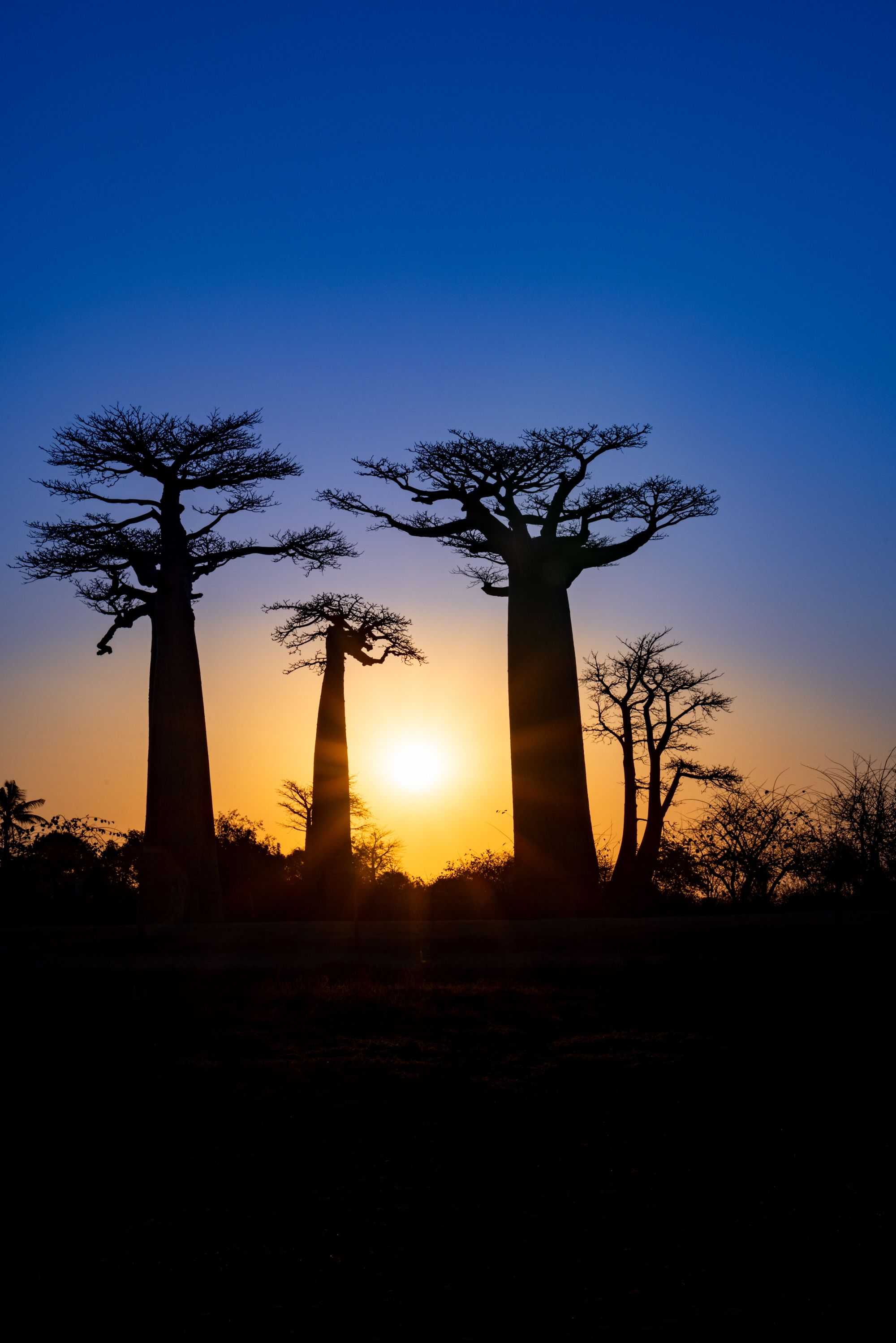 Baobabs silhouetted against the setting sun in Madagascar
