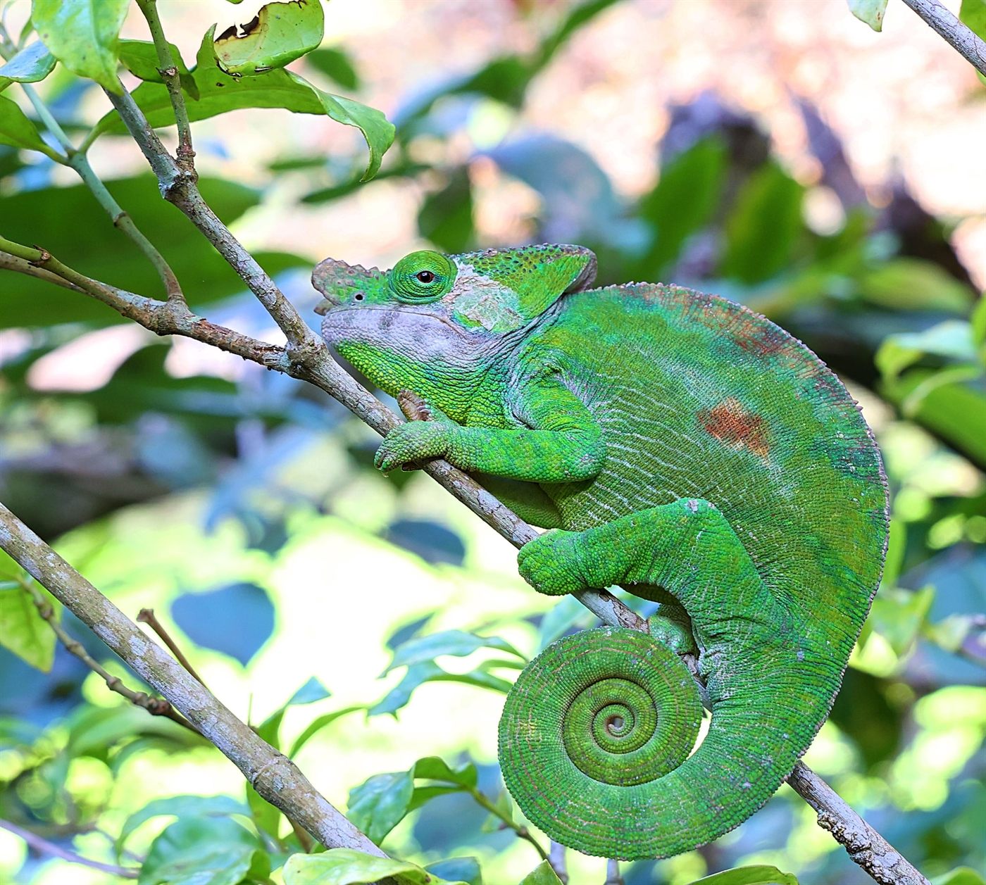 Green chameleon with a coiled tail on a branch in Madagascar