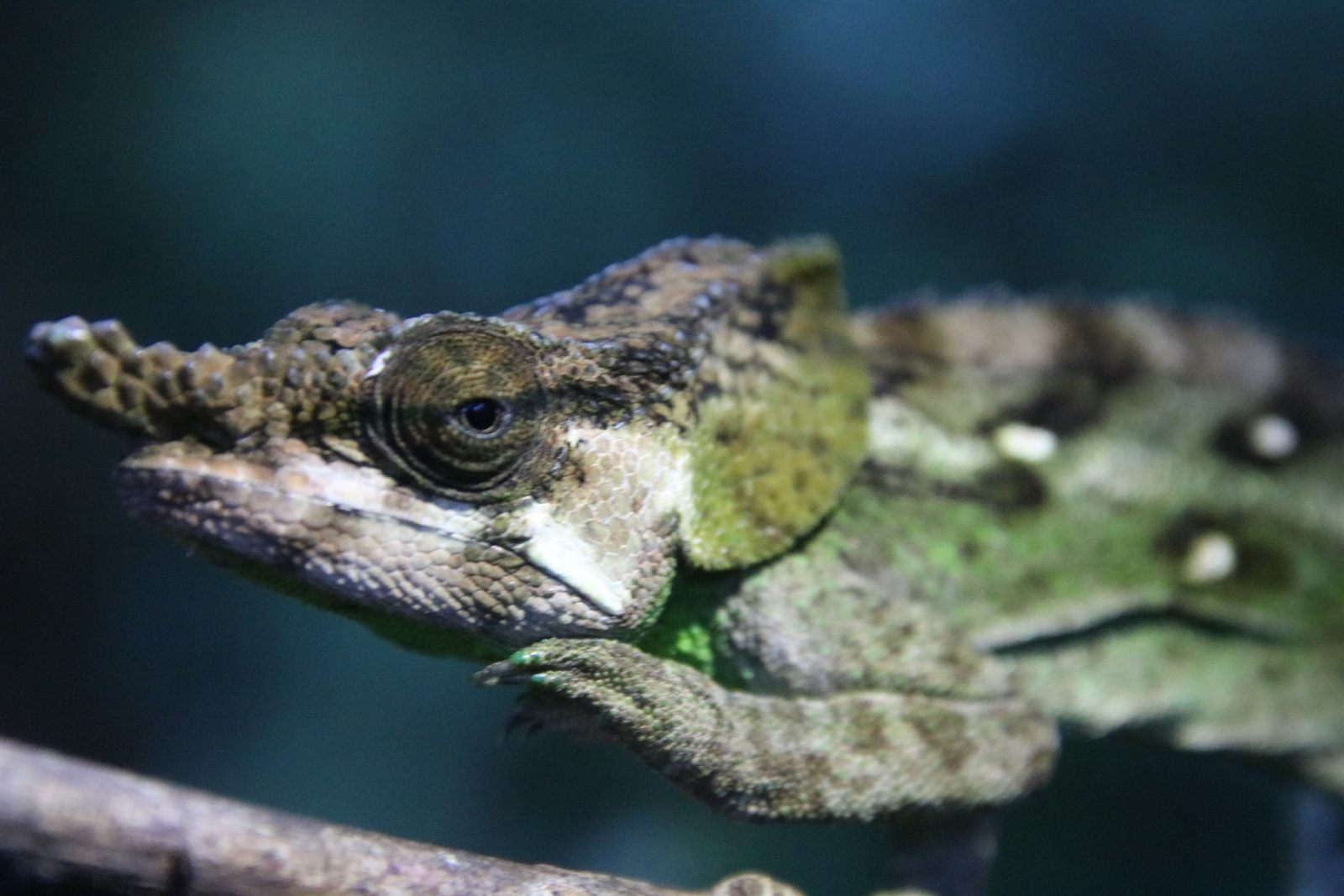 Endemic chameleon in a Madagascar rainforest