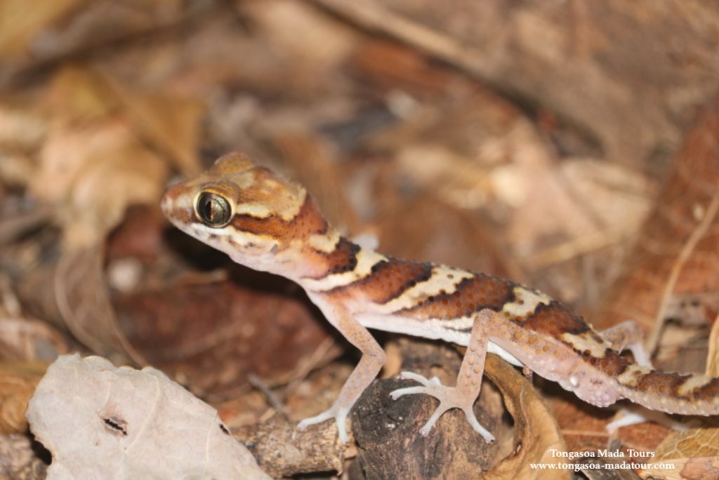 Gecko camouflaged in dry leaf litter