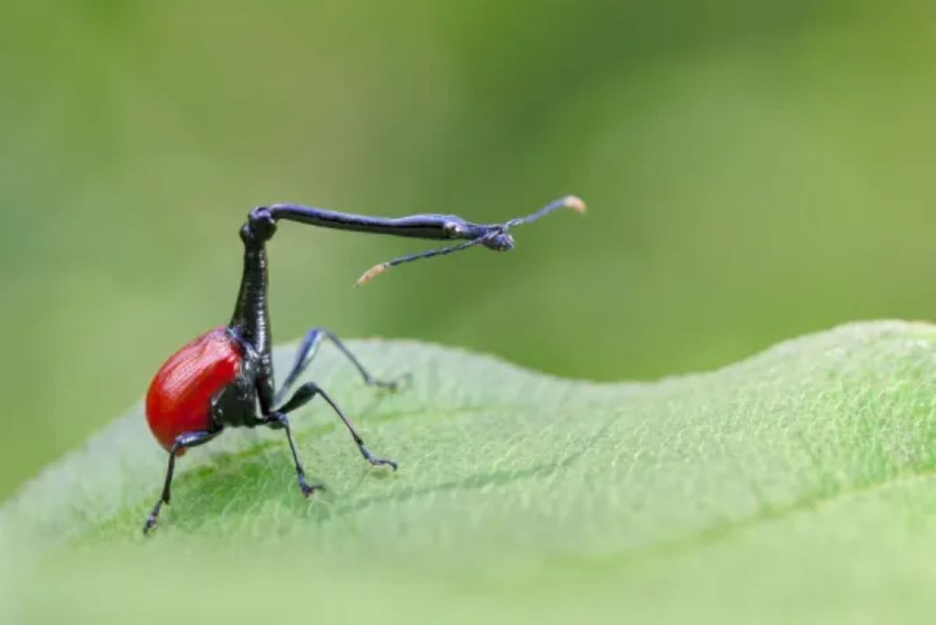 Giraffe-necked weevil on a leaf in Madagascar