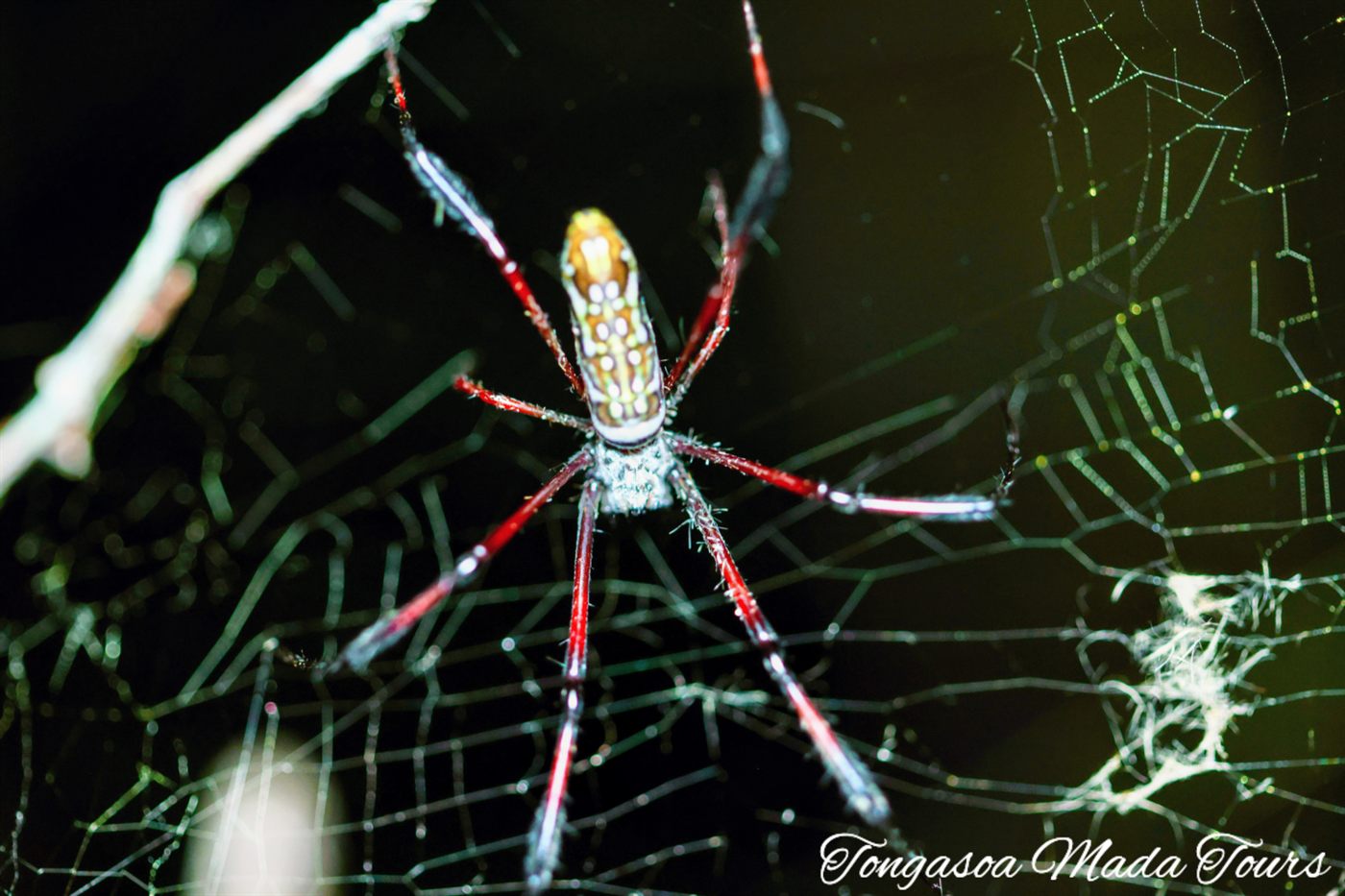 Golden orb-weaver spider in its web at night