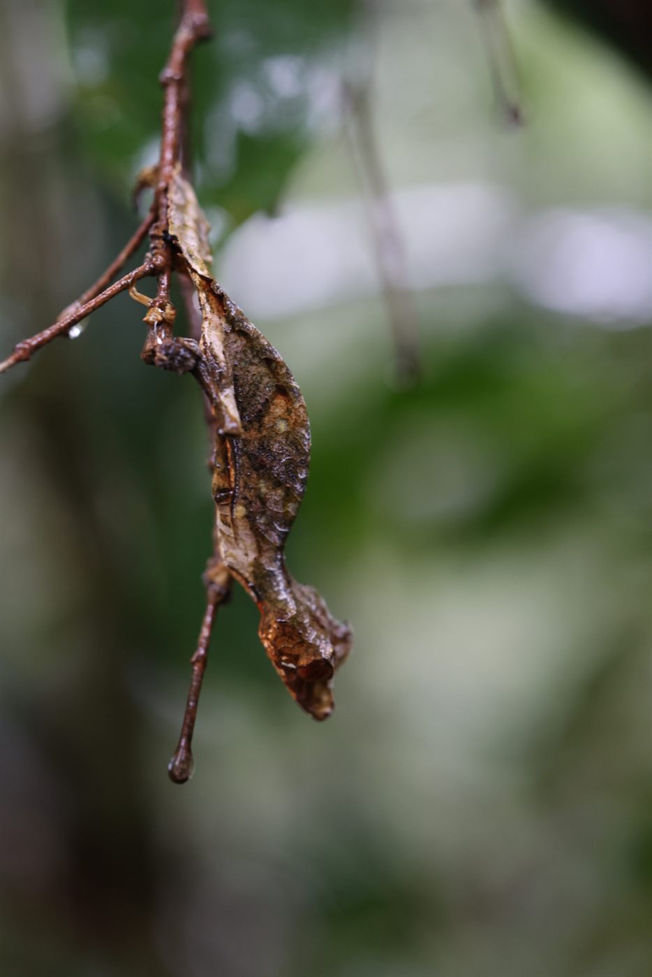 Dead-leaf mimicking insect hanging from a twig