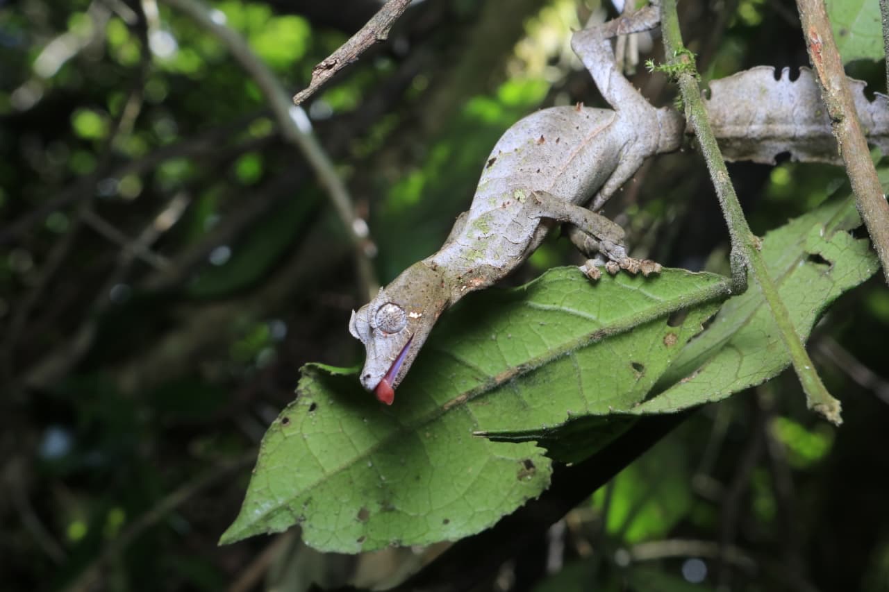 Leaf-tailed gecko flicking its tongue on a rainforest leaf in Madagascar
