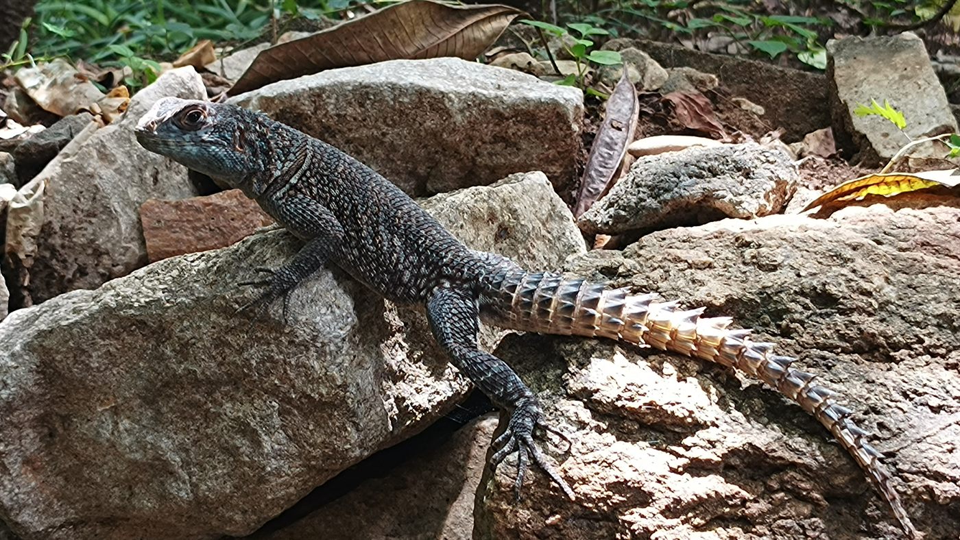Endemic lizard basking on rocks in Madagascar