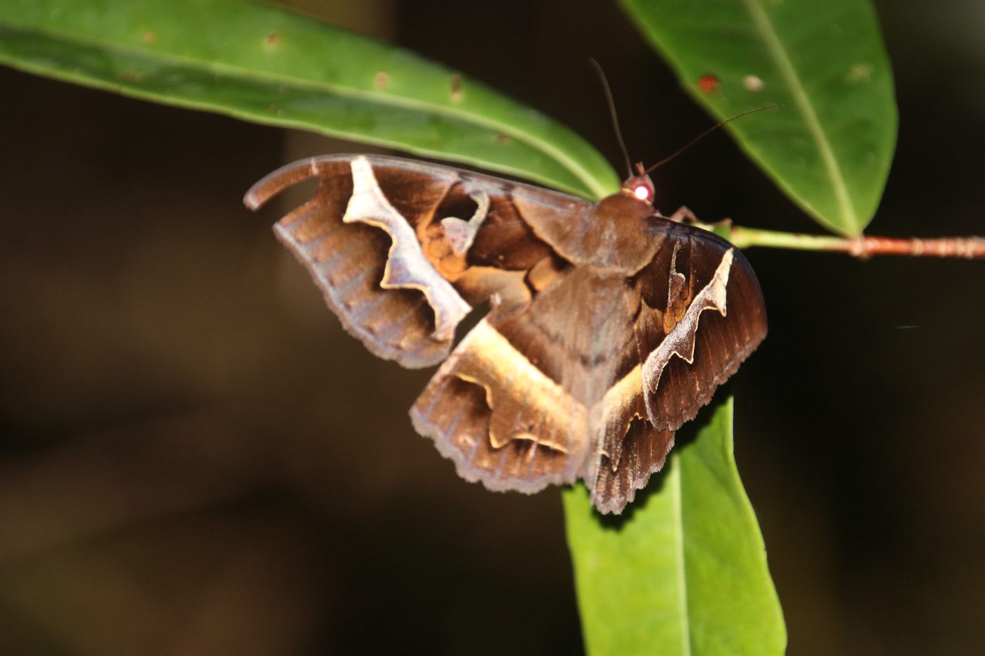 Large endemic moth resting under a leaf