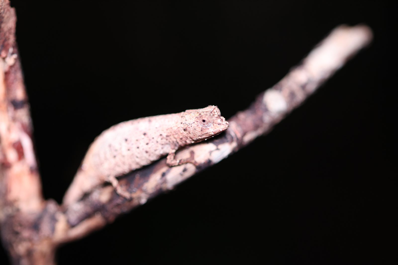 Tiny leaf chameleon on a twig during a night walk