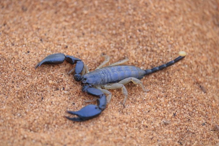 Scorpion on the sand in southern Madagascar