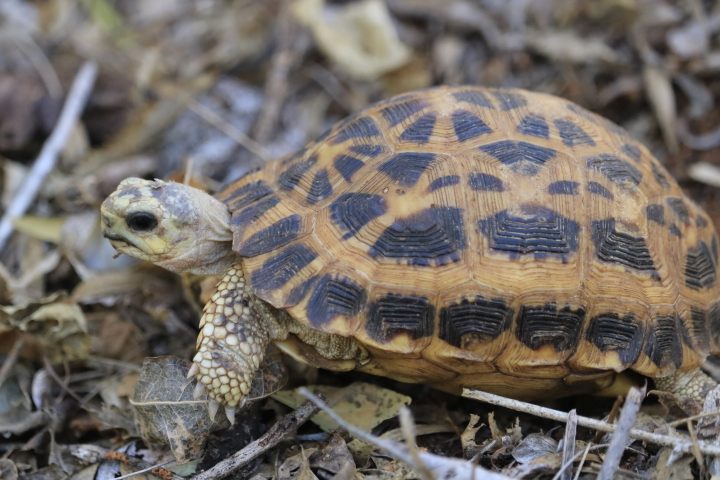 Endemic tortoise on the forest floor in Madagascar