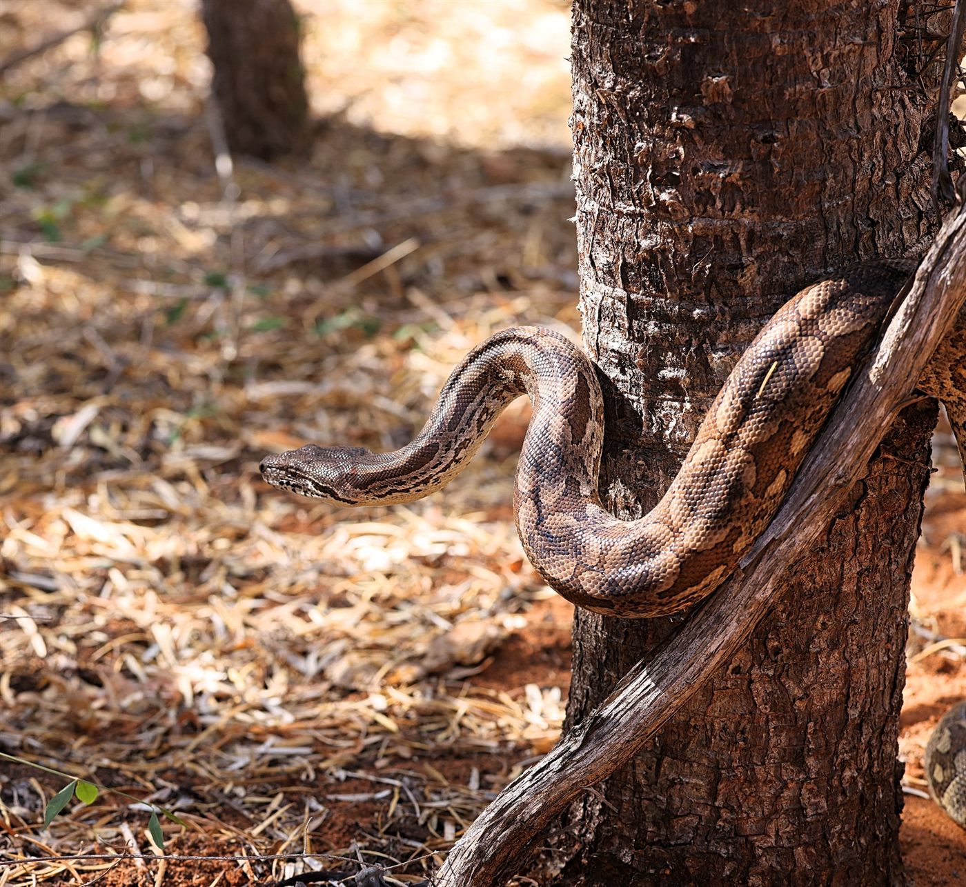 Madagascar tree boa coiled around a trunk