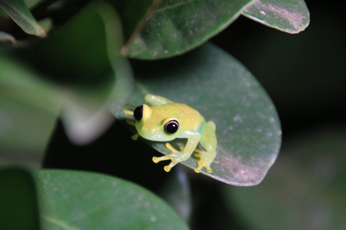 Bright green tree frog on a leaf in Madagascar