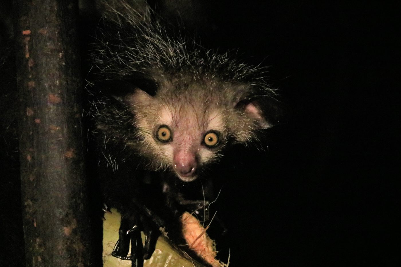 Aye-aye photographed at night in Madagascar