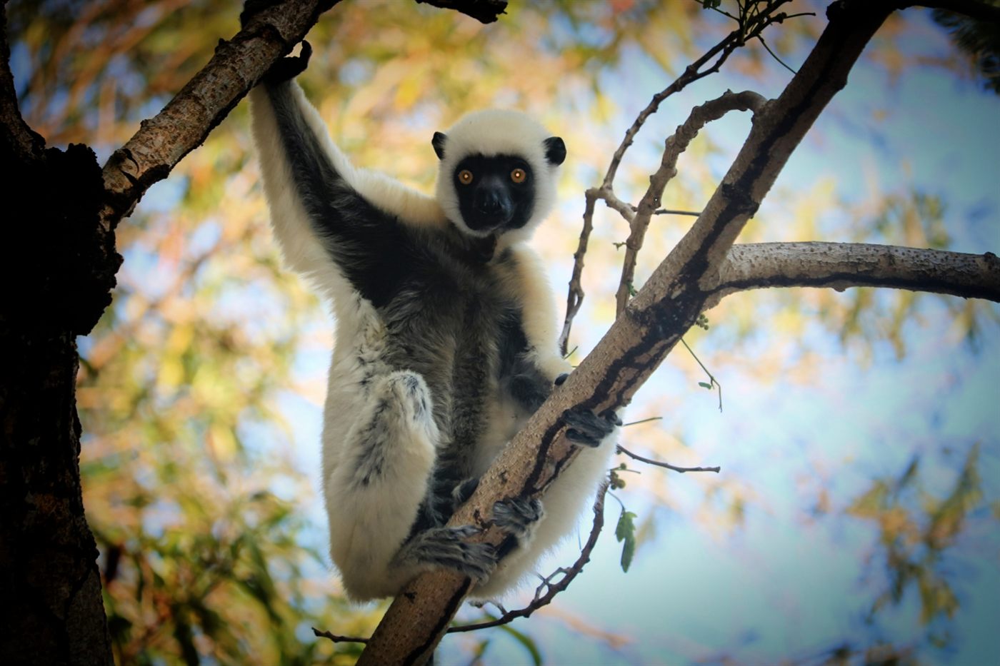 Sifaka hanging from a branch in a Madagascar forest