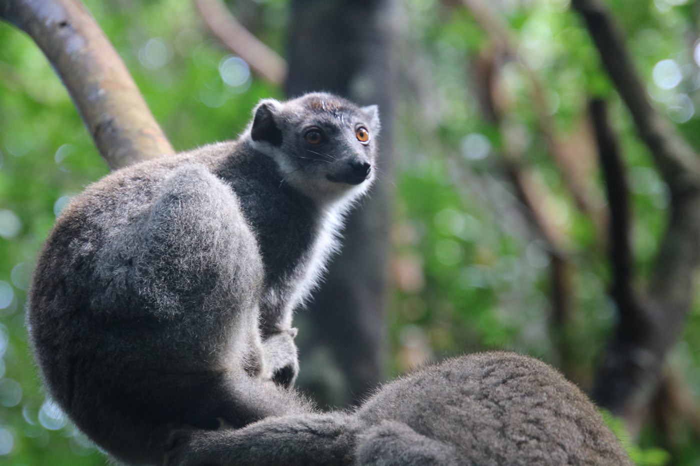 Lemurs grooming in the dry forest of northern Madagascar