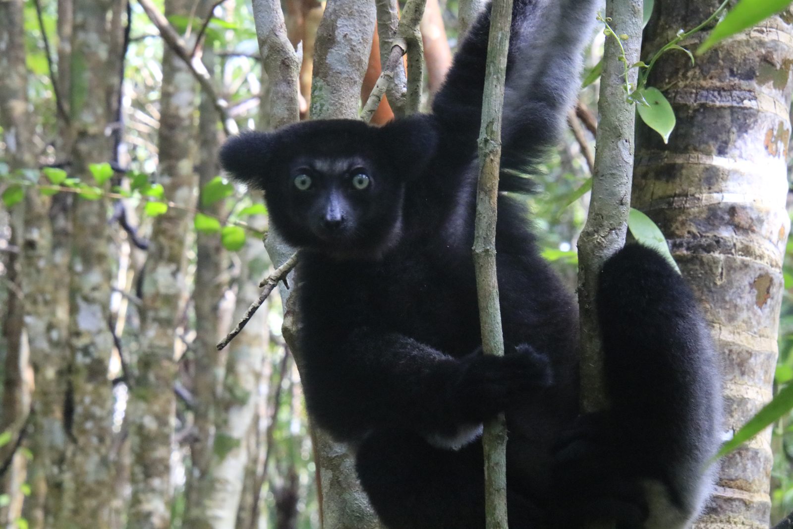 Indri clinging to a trunk in Andasibe-Mantadia National Park