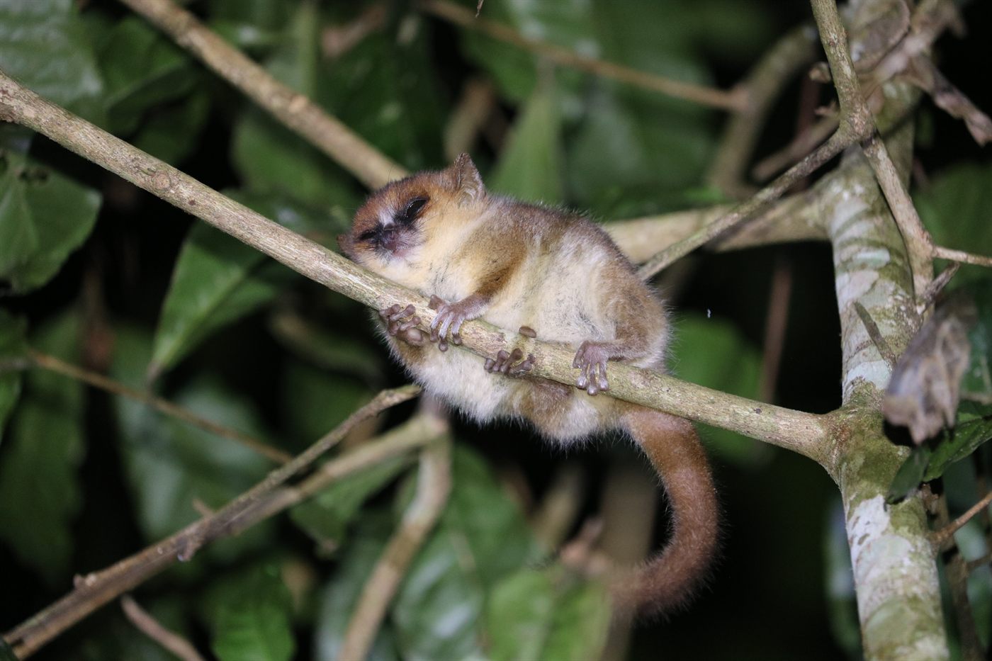 Mouse lemur on a branch during a night walk