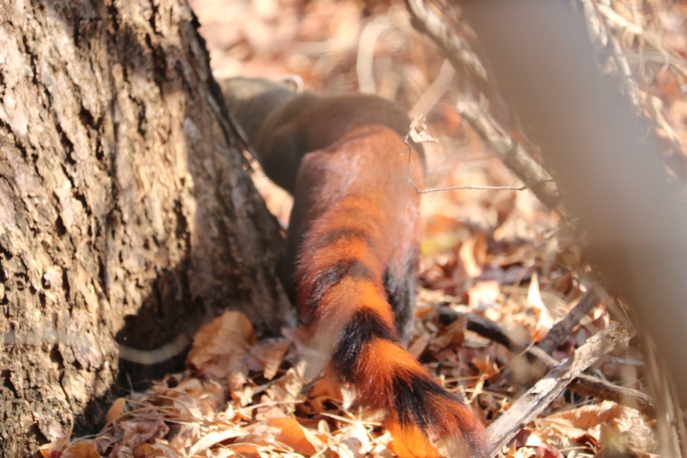 Red ruffed lemur on the forest floor in Madagascar