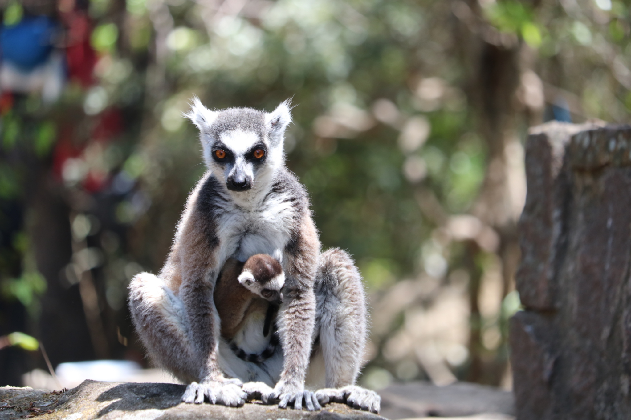 Lemurs in a Madagascar reserve