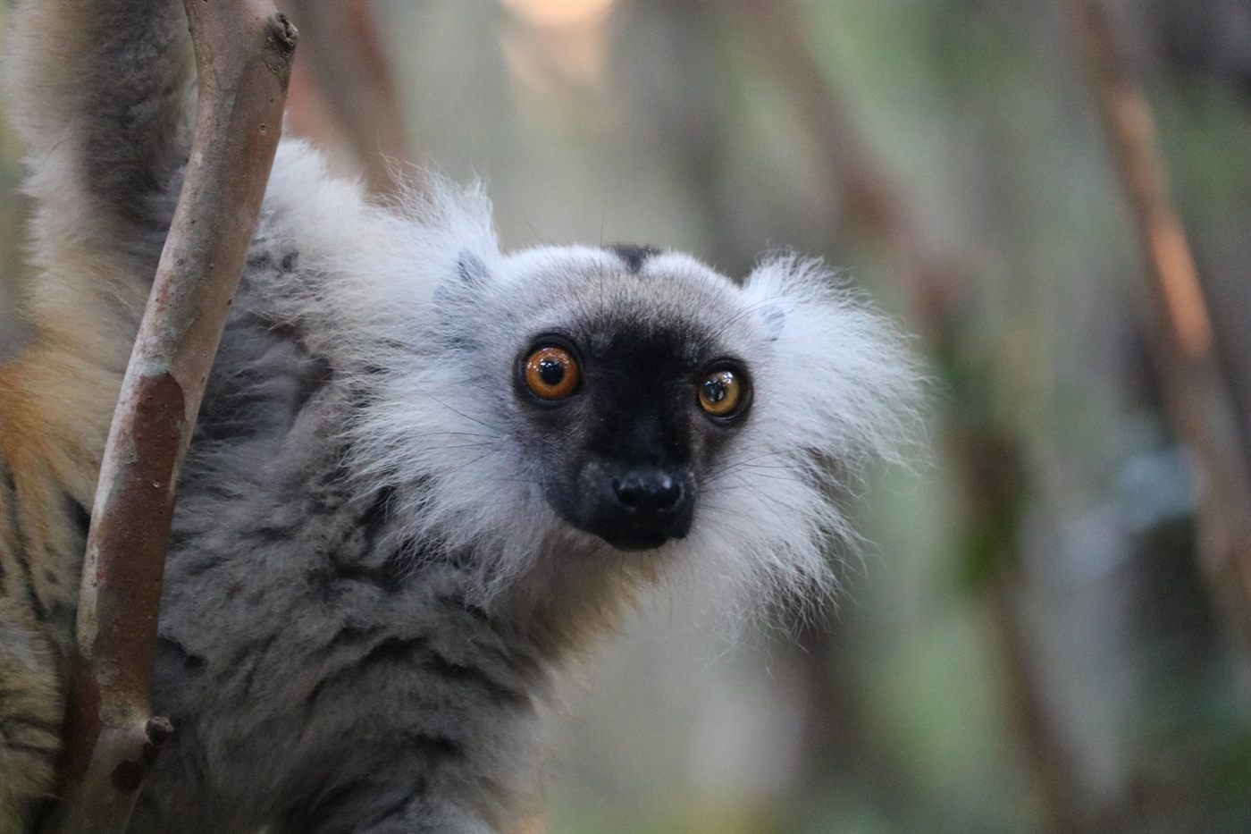Sifaka in a Madagascar forest