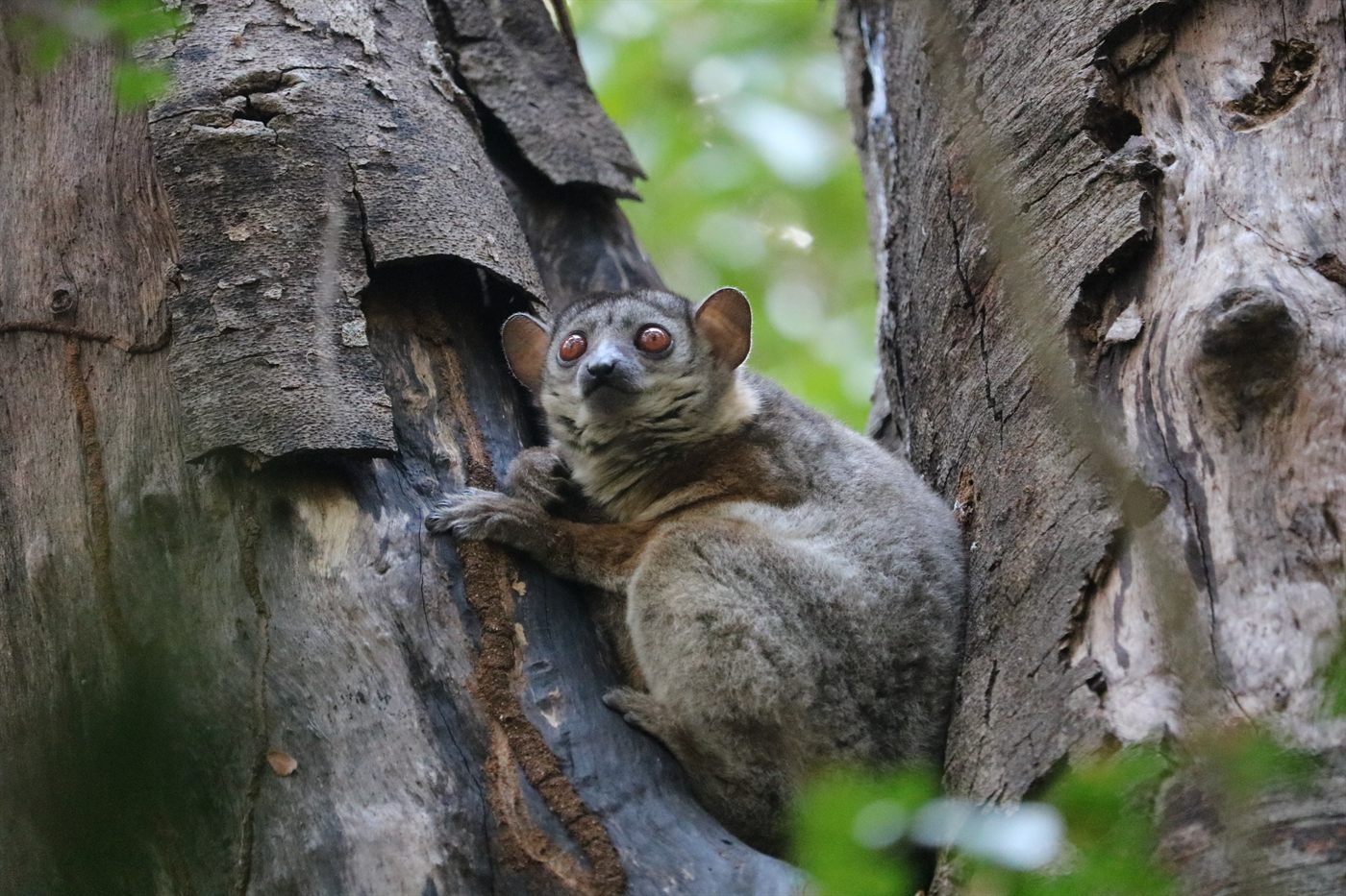 Sportive lemur resting in a tree hollow