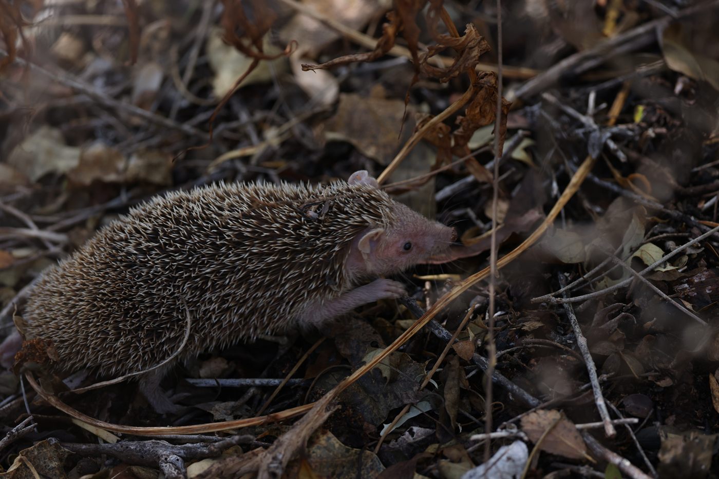 Tenrec foraging in the leaf litter in Madagascar