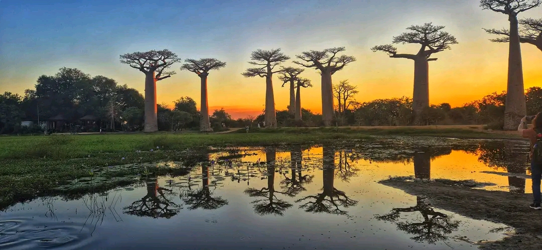 Avenue of the Baobabs at sunset