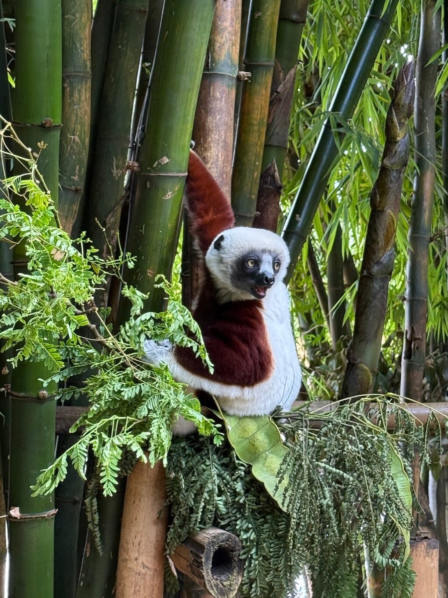 A sifaka among bamboo
