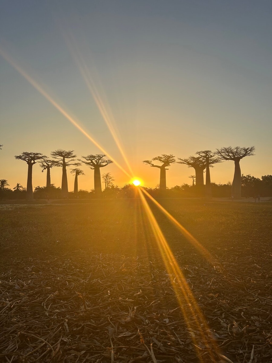 Sunset over the Avenue of the Baobabs