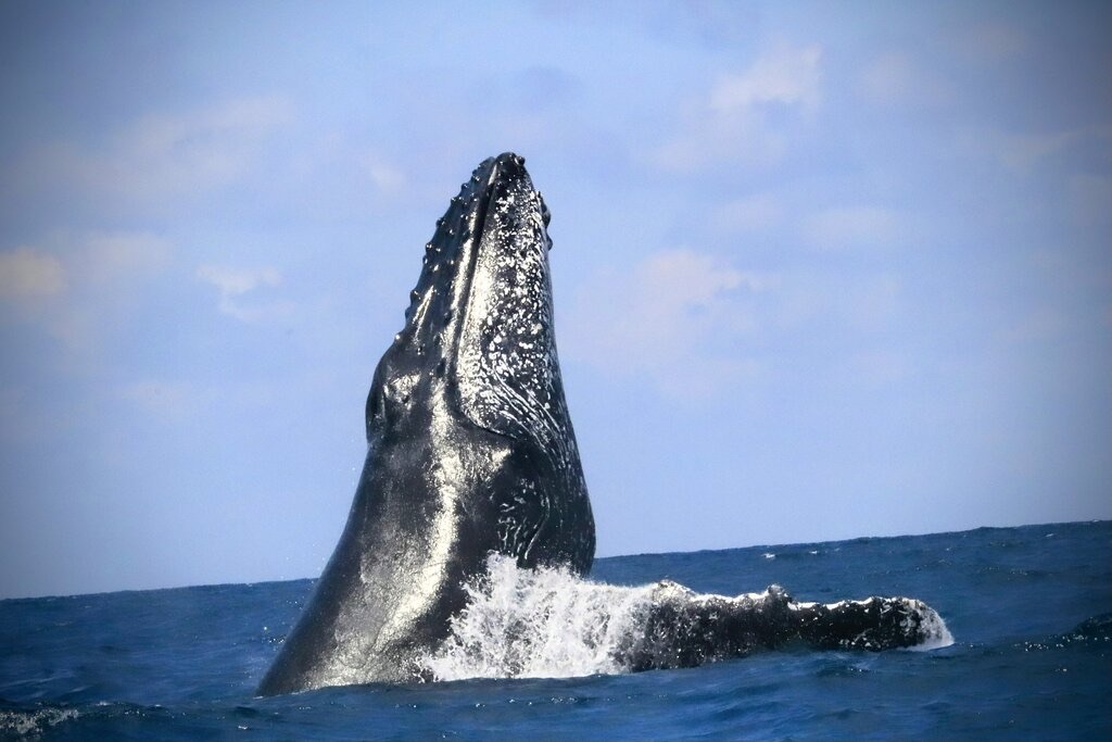 A humpback whale breaching off Sainte Marie