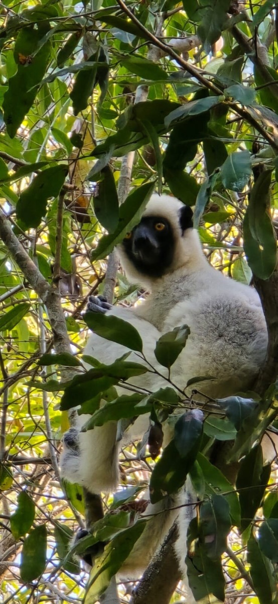A sifaka in the dry forest of western Madagascar