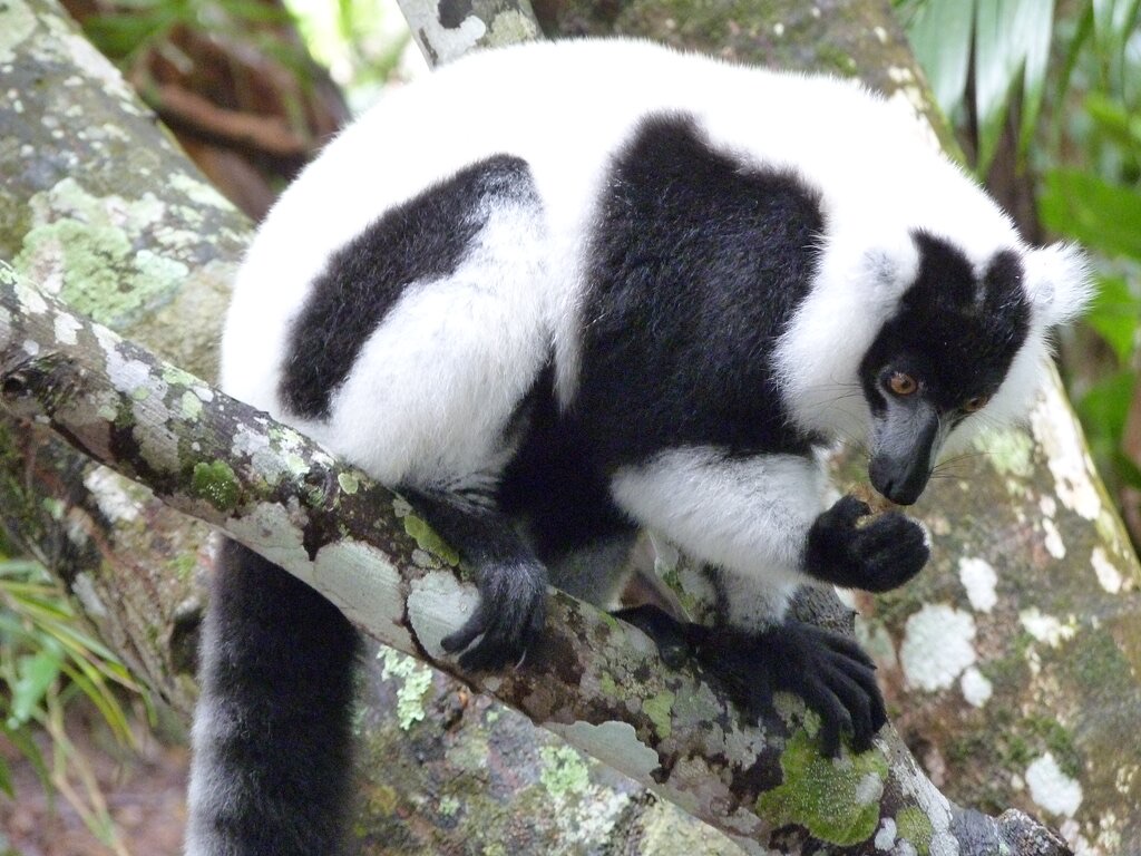 A black and white ruffed lemur in a tree