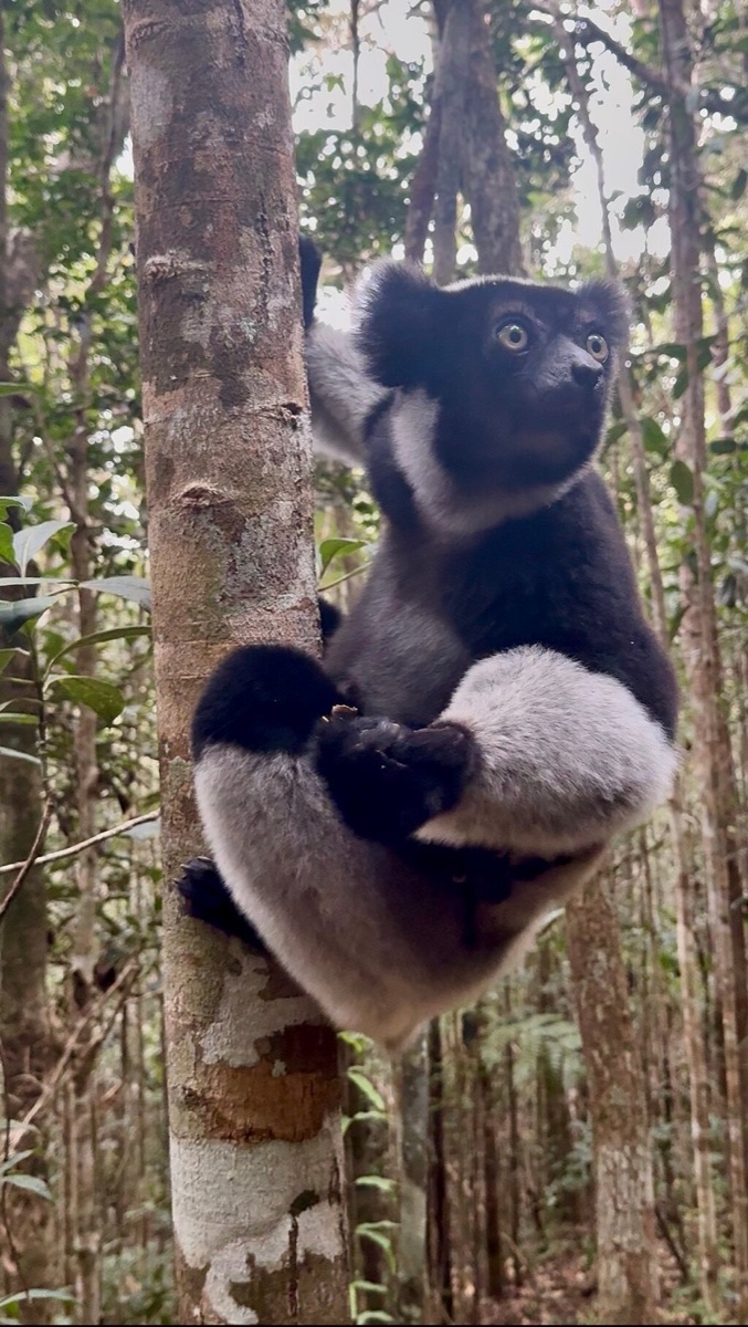 An indri clinging to a tree in the rainforest