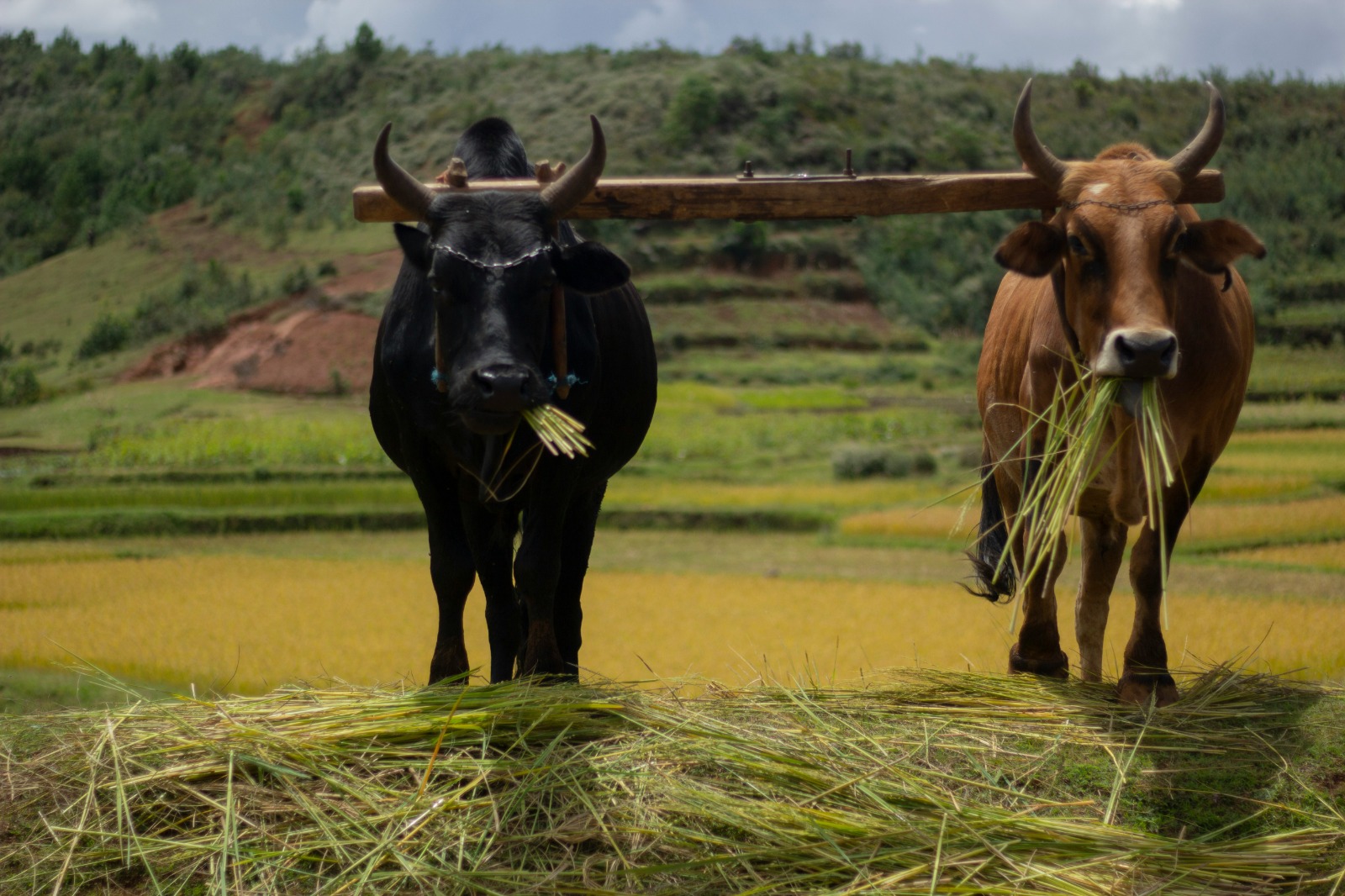 Travel assistance in Madagascar