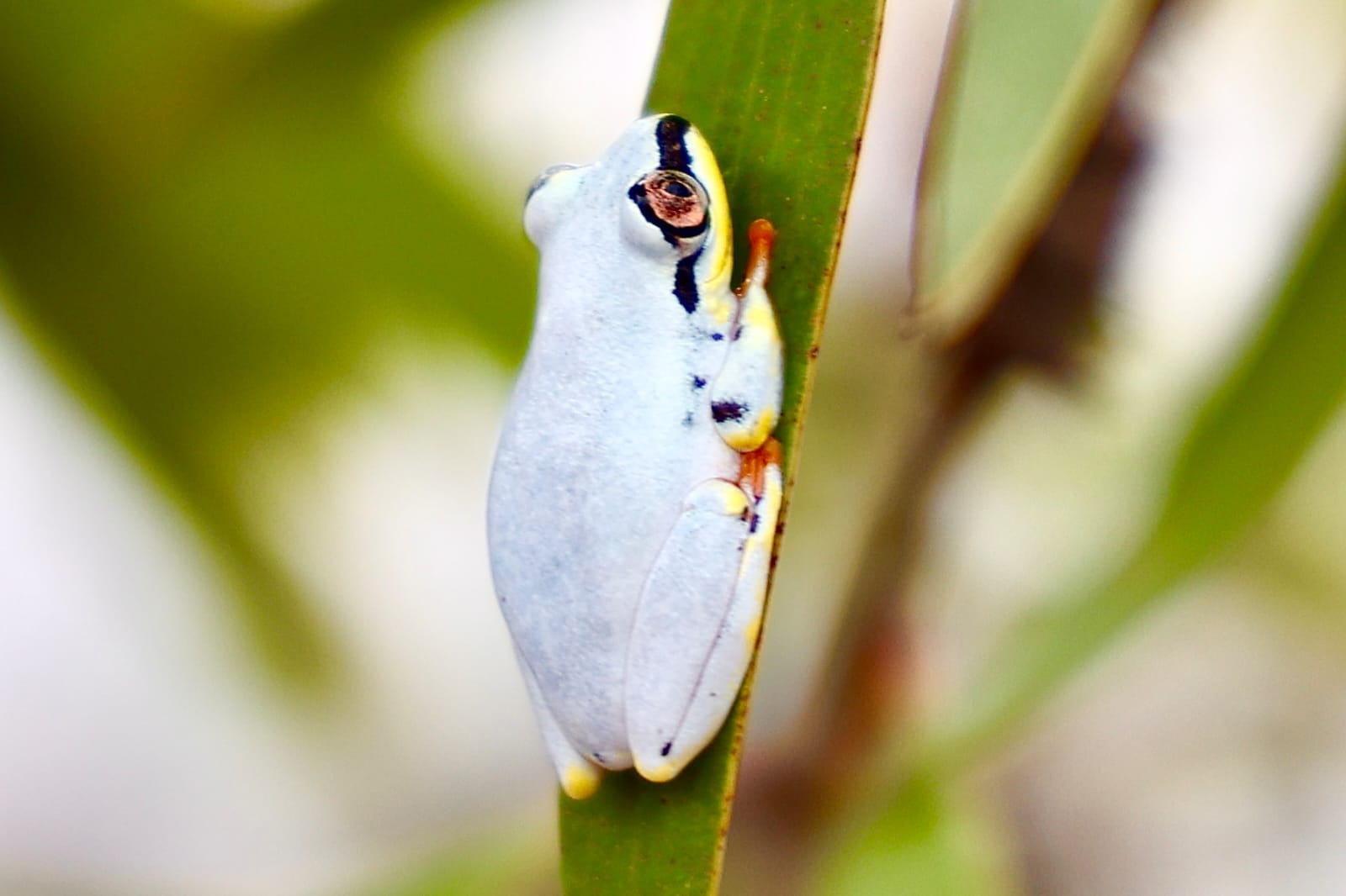 Lemur in eastern Madagascar