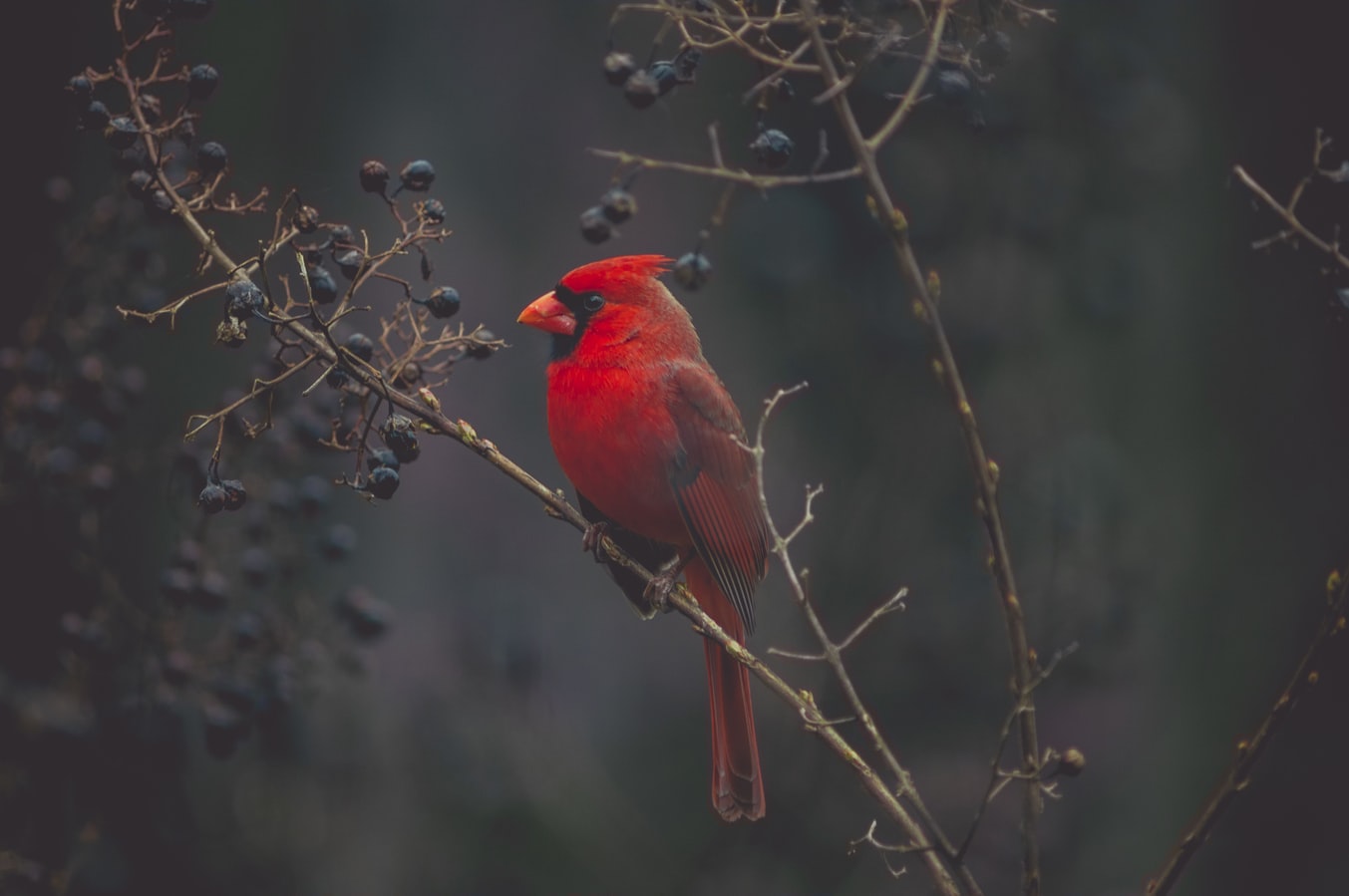 Wildlife spotted on a Madagascar trekking route