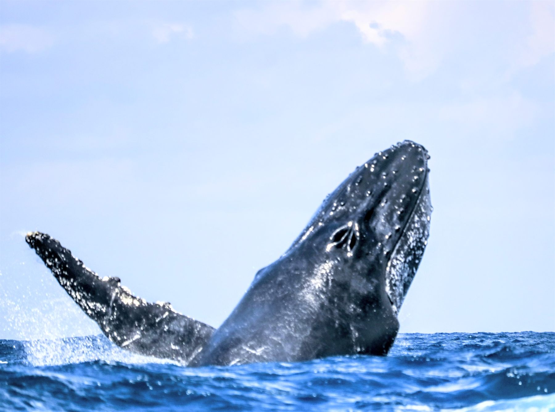 Humpback whale breaching off northern Madagascar