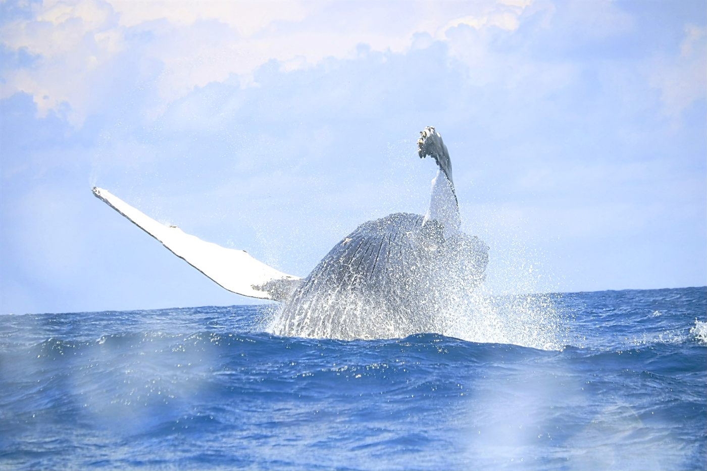 Humpback whale slapping a pectoral fin off northern Madagascar